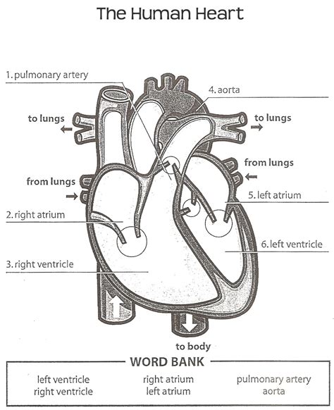 medical study of the heart word hike|Word Hike Medical study of the heart [ Answer ] .